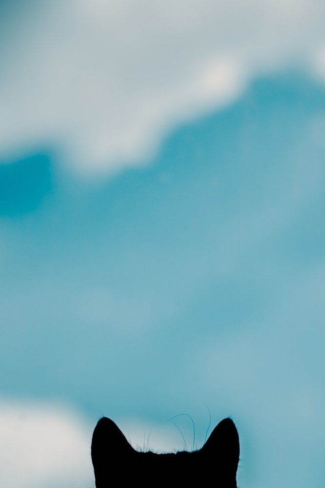 Кот весну слушает