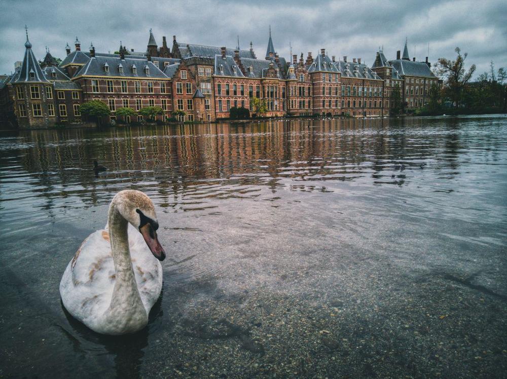 swan