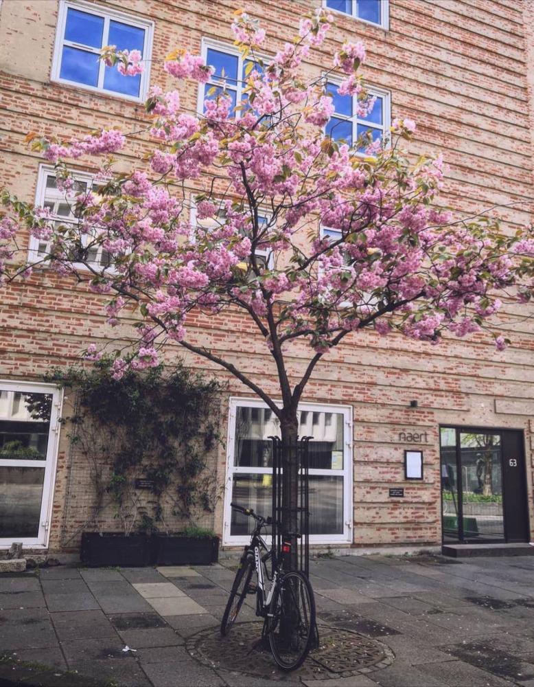 Tree in the alley
