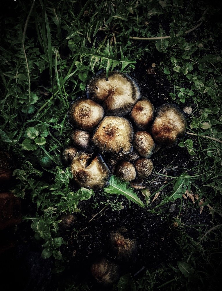 Грибы