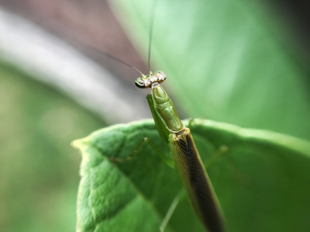 Mantodea ~ Praying Mantis
