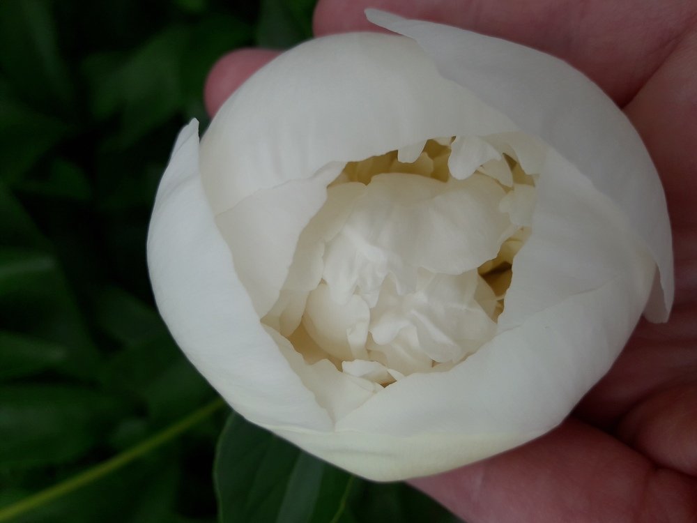 Рождение пиона.