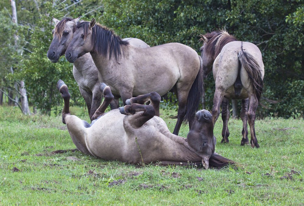 Wild horses are resting
