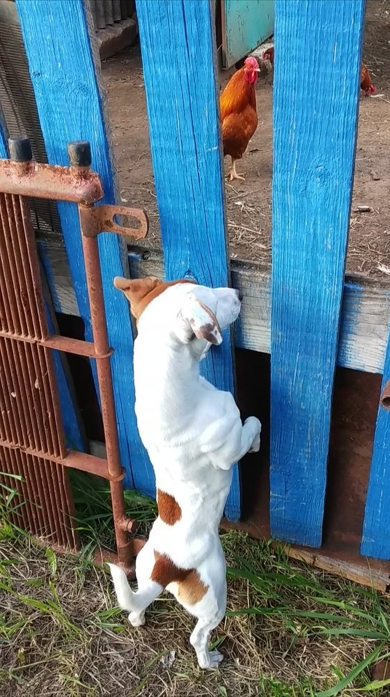 Знакомство с дичью