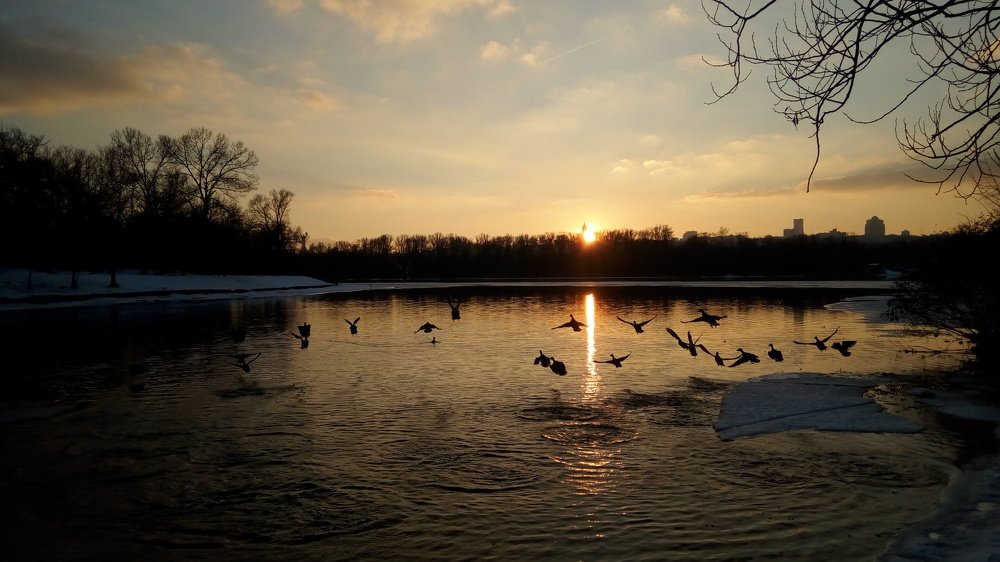 Утки над водой.