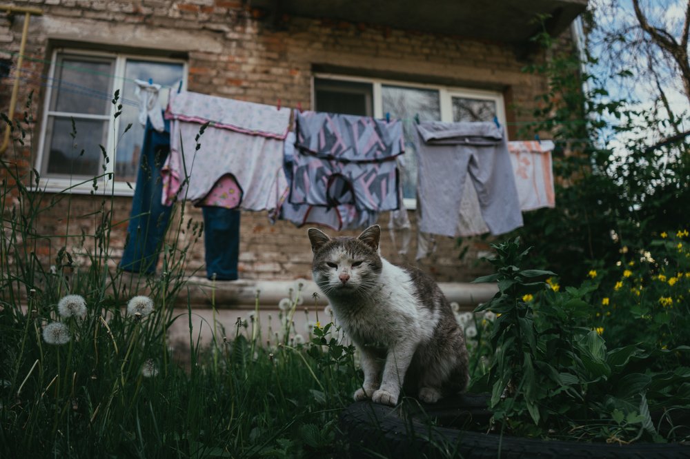 Фотография автора Николай Рязанов