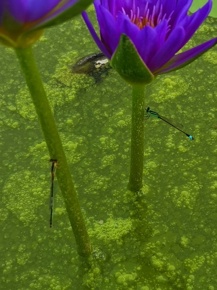 Dragonfly