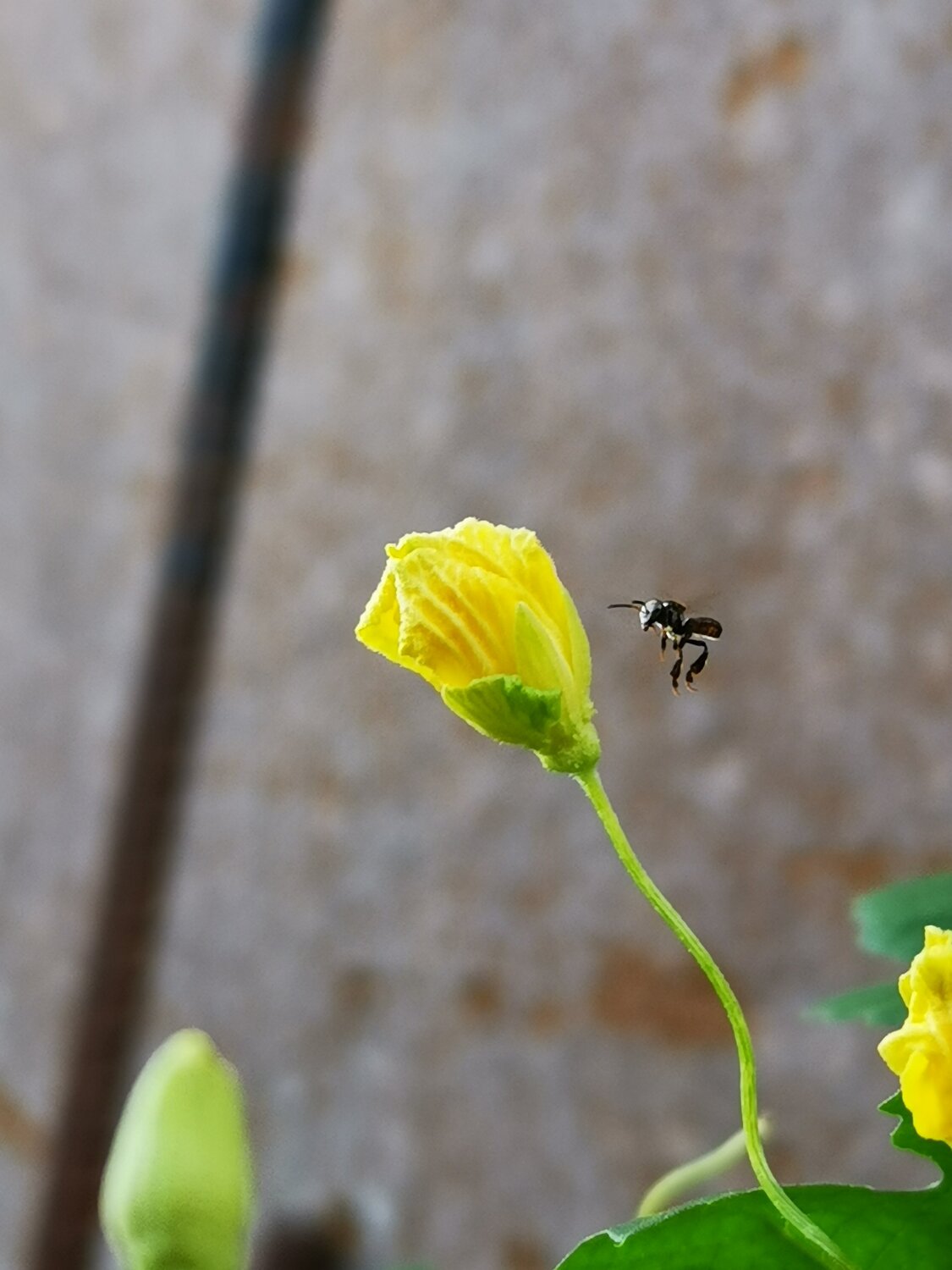 Bee