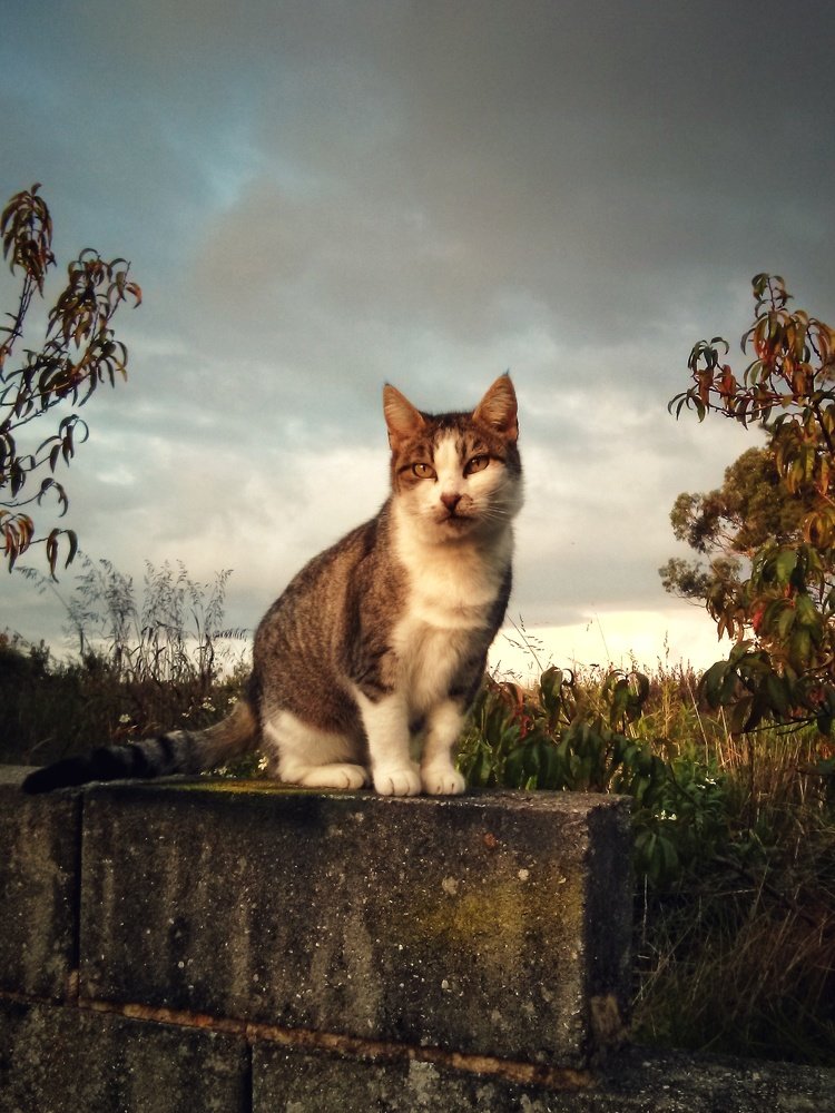Autumnal Sunbathing at Dusk