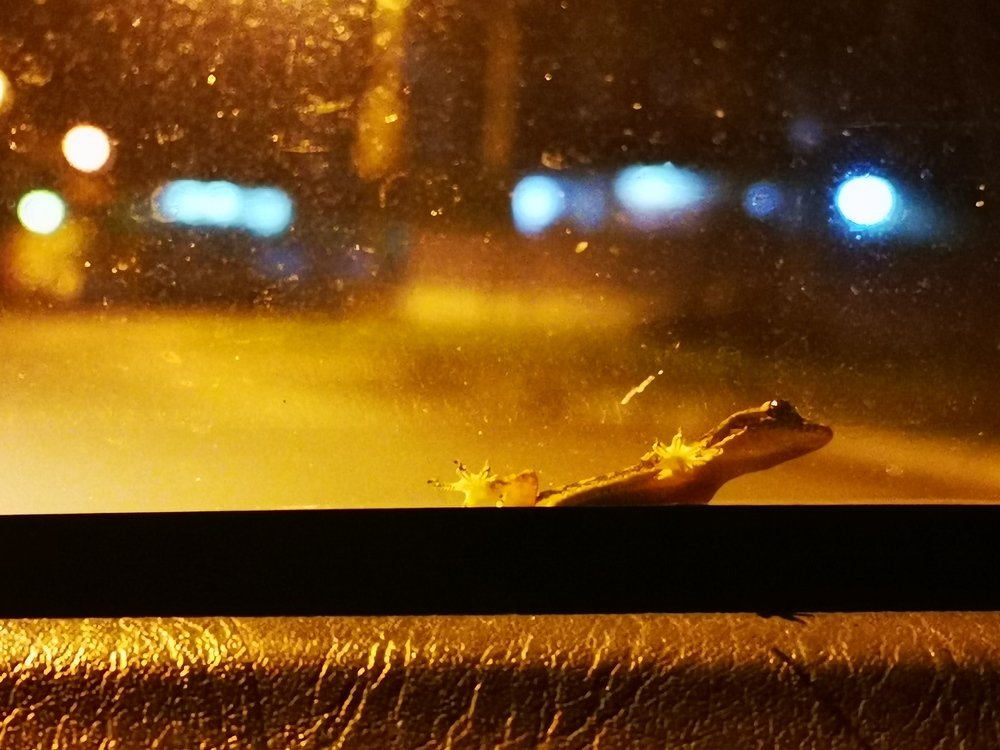 Lizard