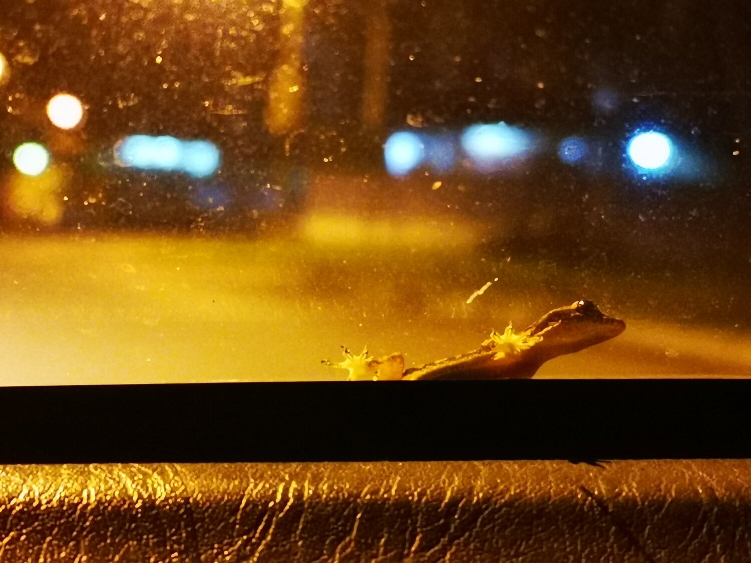 Lizard