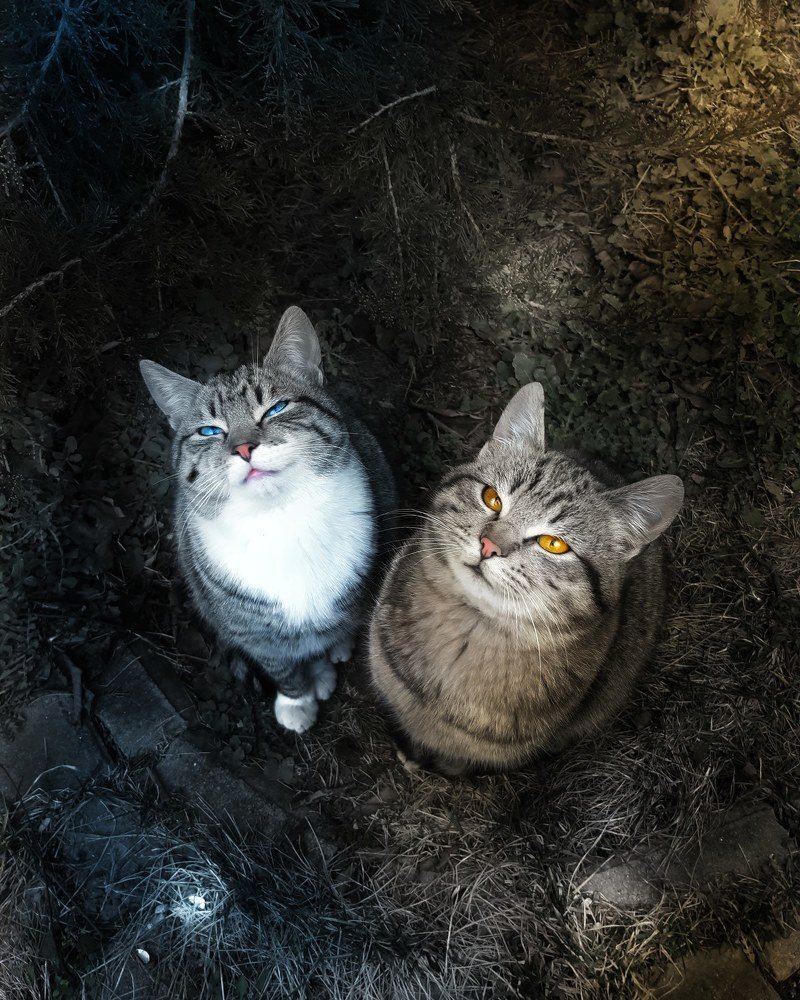 Кошас