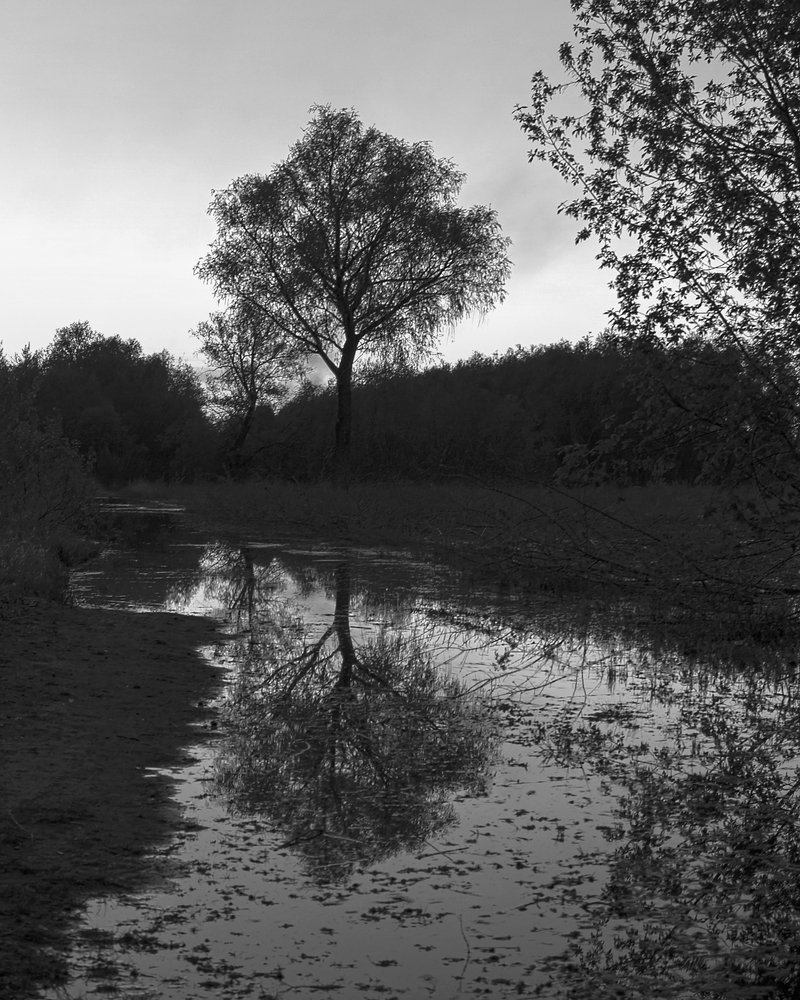 Отражение весны