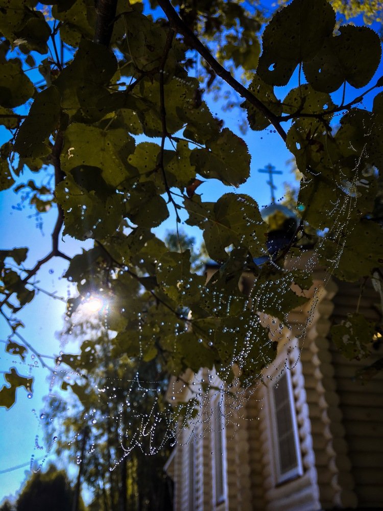 Гроздья росы