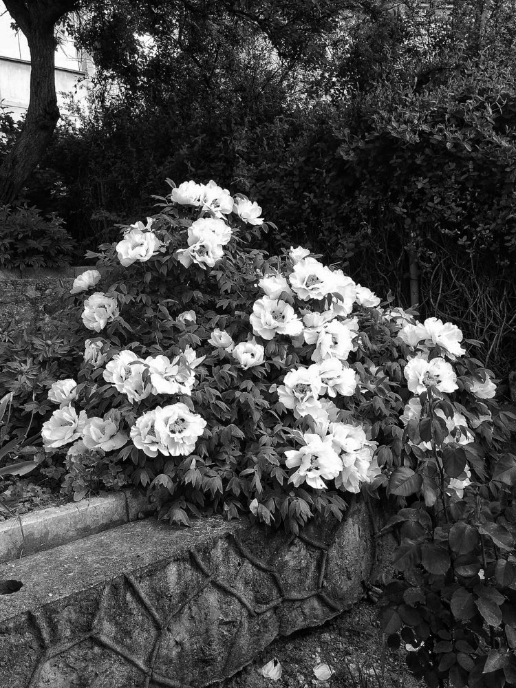 Photograph by Ирина Никулина