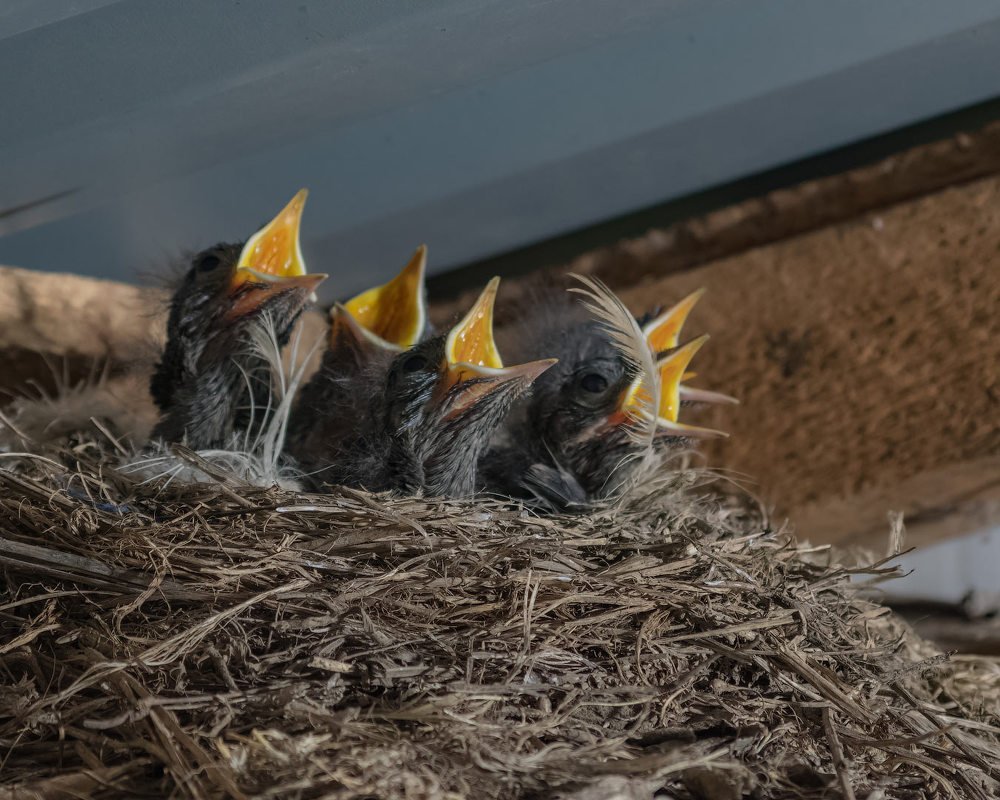 Голодный бунт