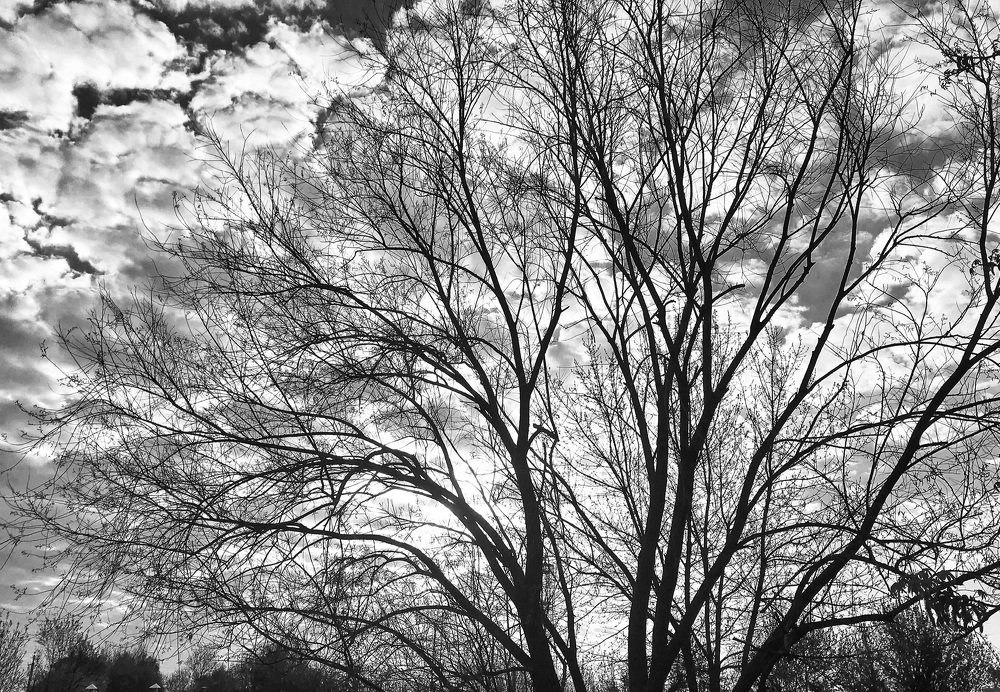 Листья из облаков