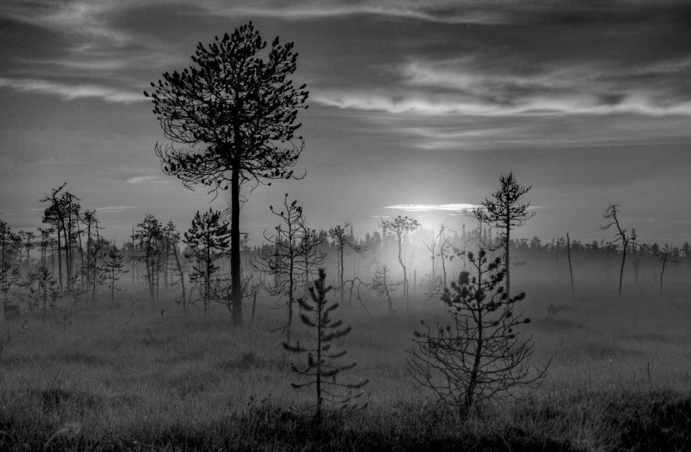 Карельские болота