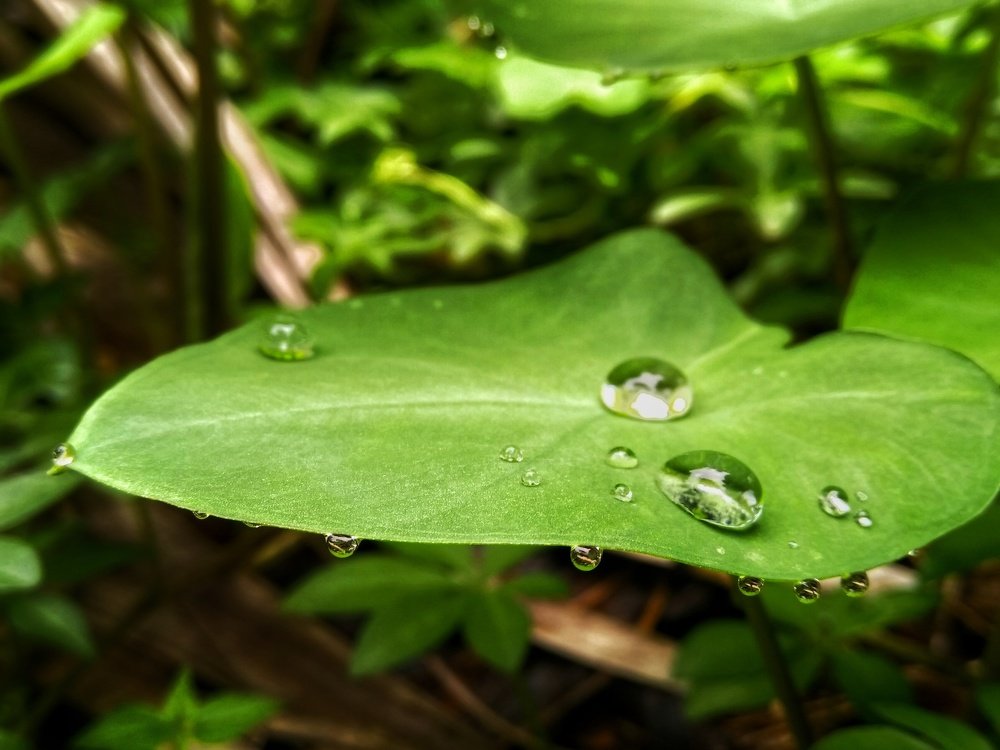 Dewdrops on leaf