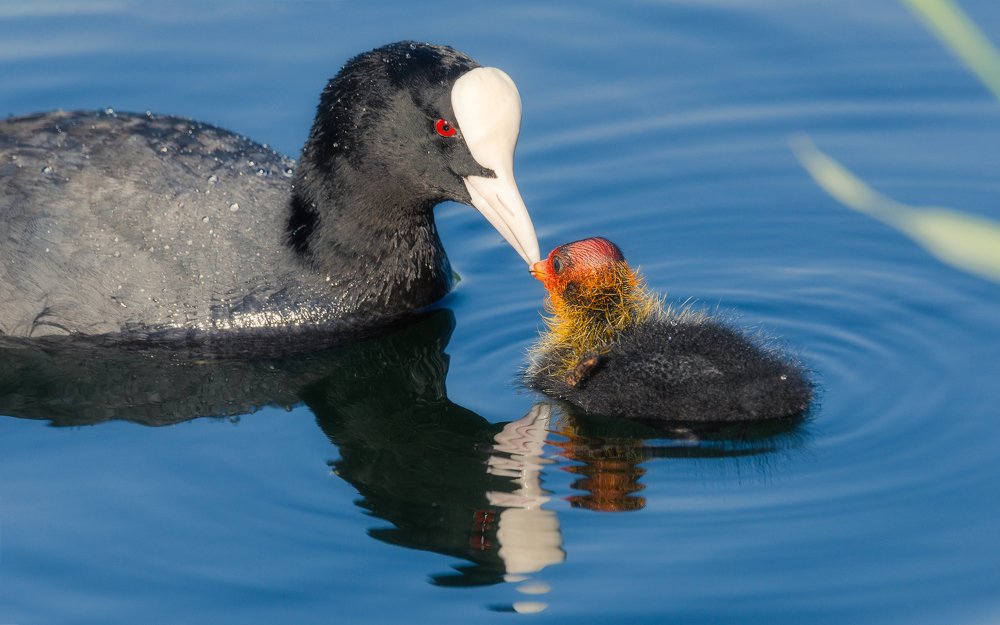 Пушистик , ты у меня самый красивый !