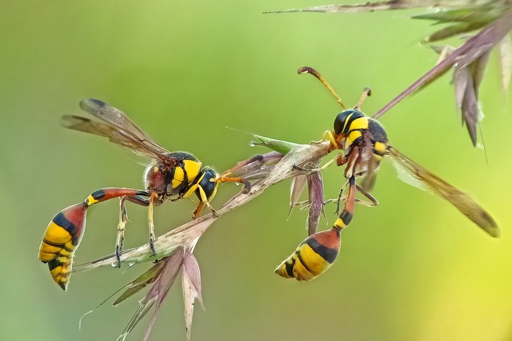 Yellow Potter wasp