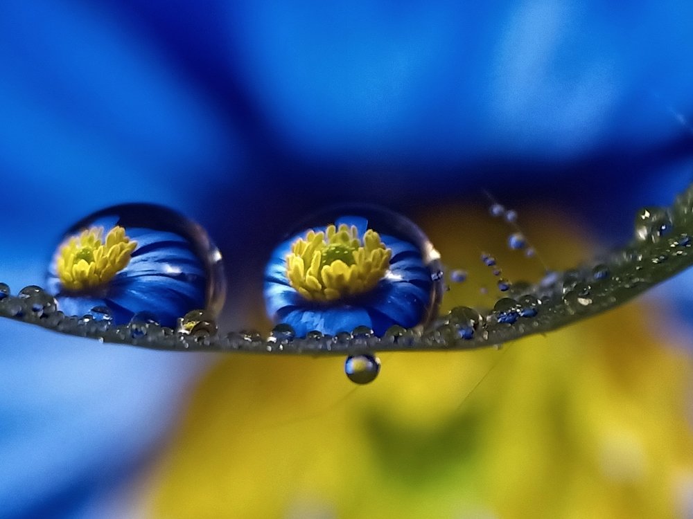 Reflexion on morning dew