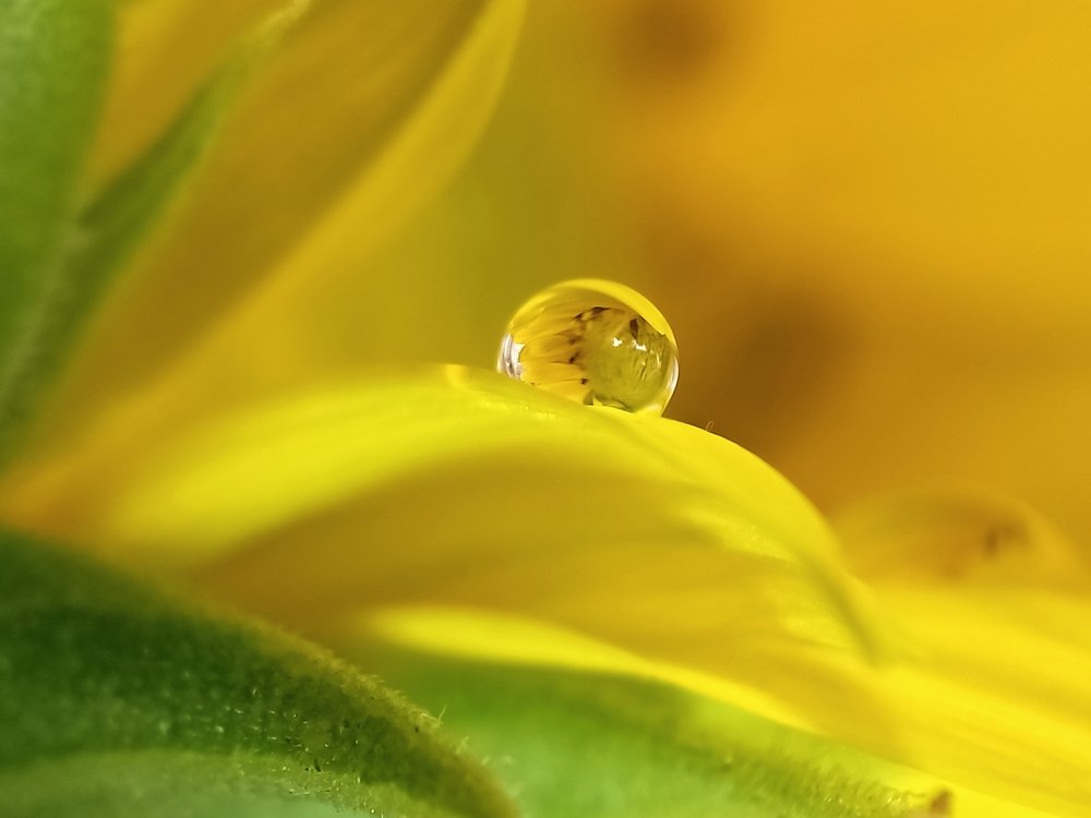 Perfect dew