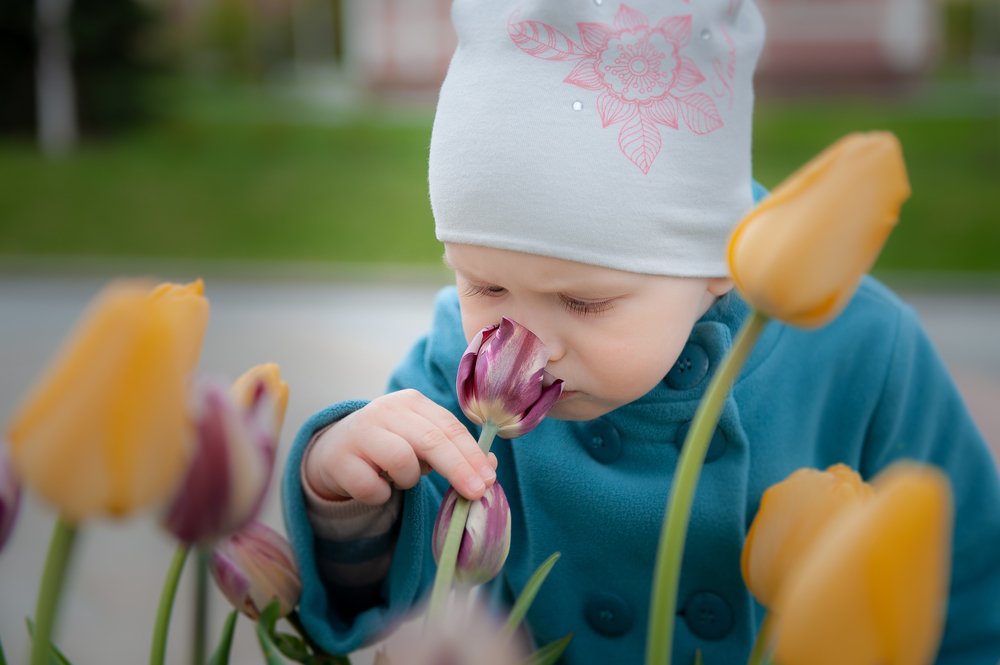 Запах тюльпана