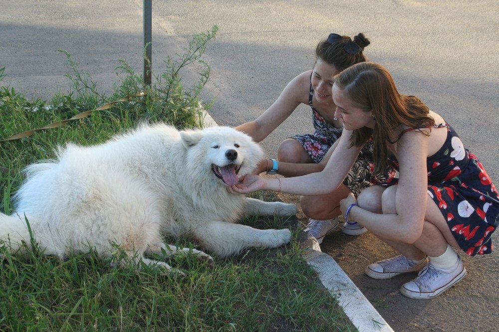 Друг человека