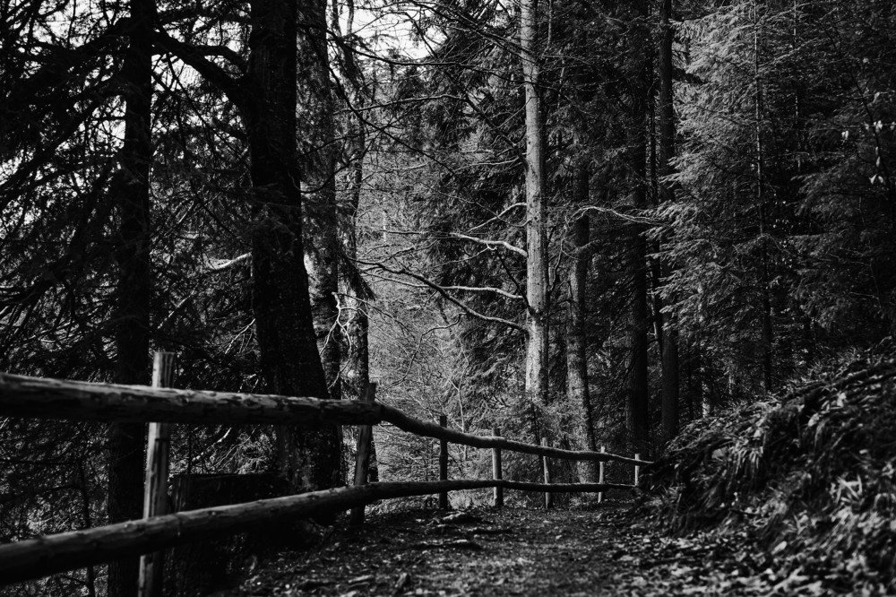 Дорога к волкам