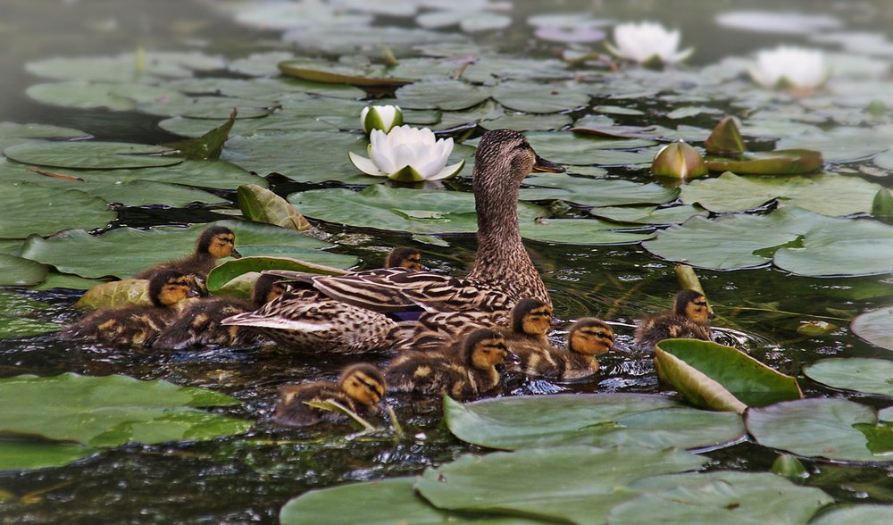 Много - много детей...