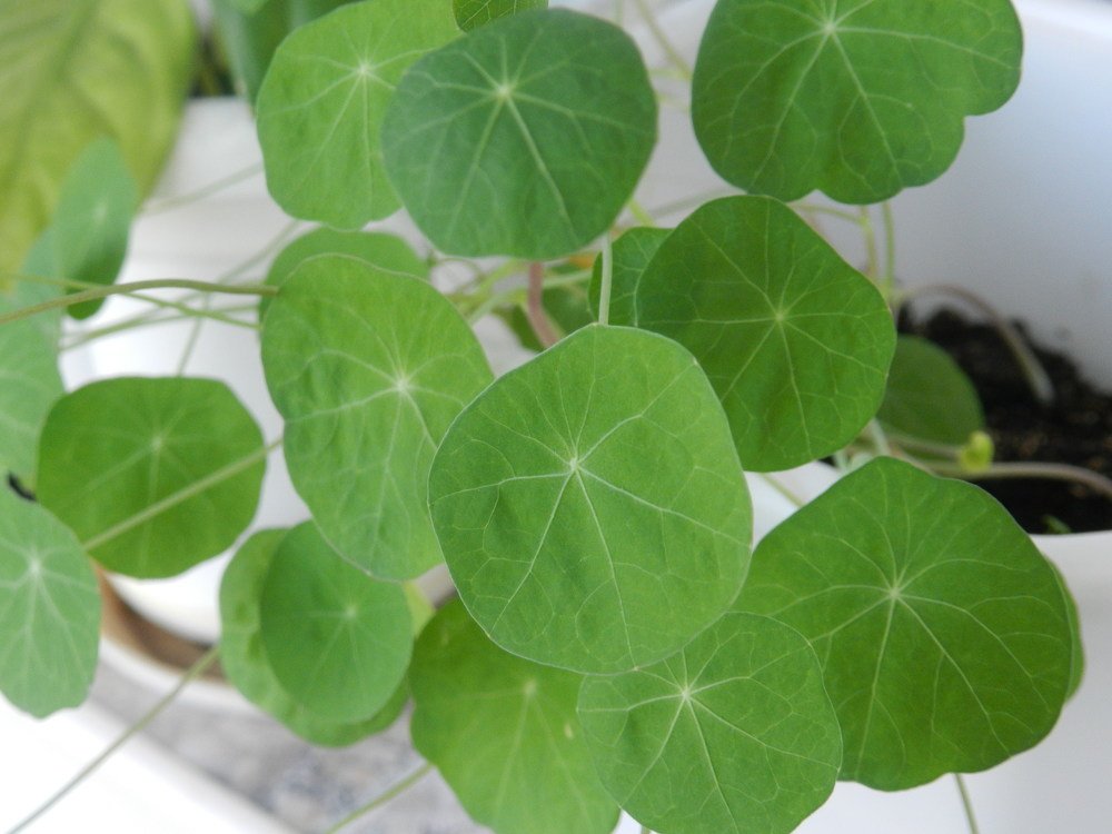 Photograph by mahmoud shihabi moni