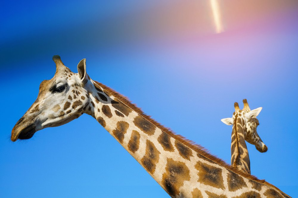 папа и мама