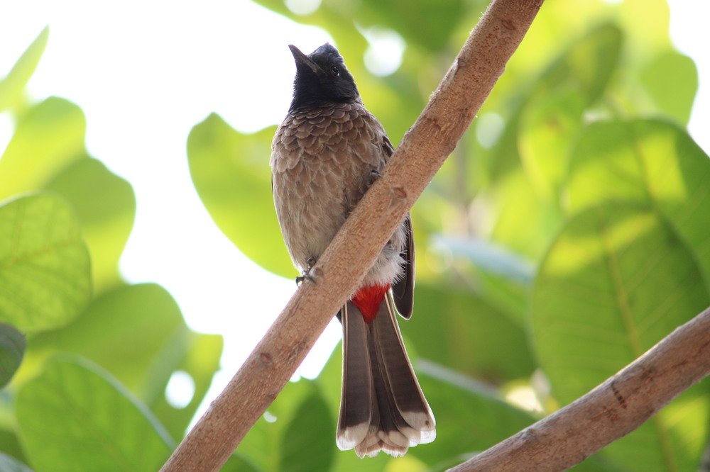 Red-vented Bulbul Bird