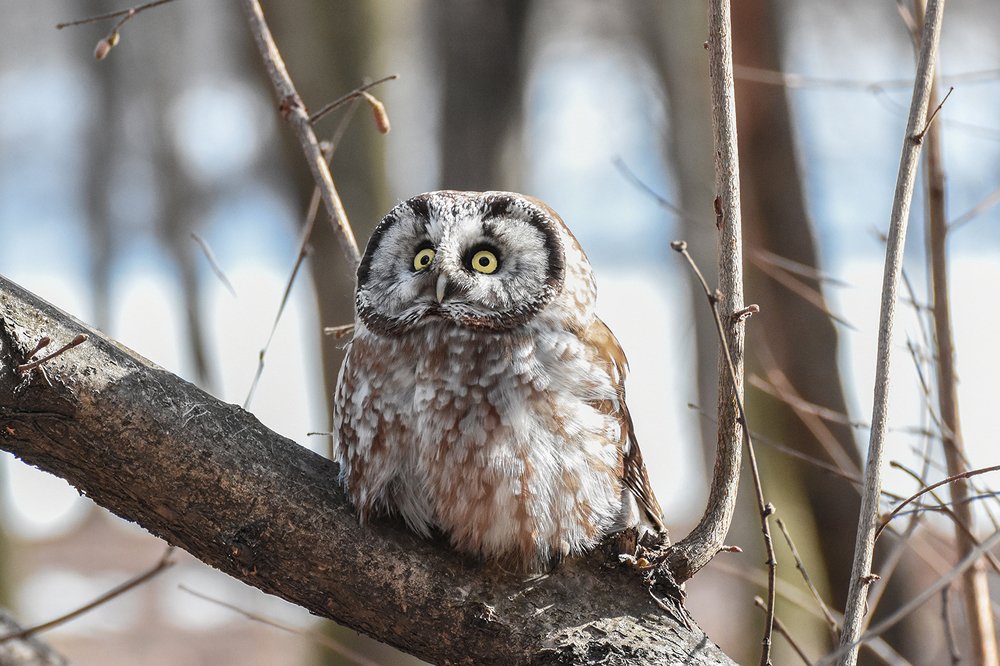 мохноногий сыч