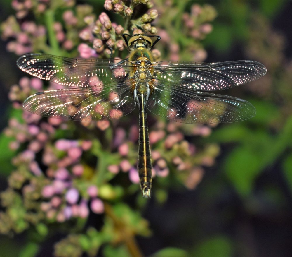 Фотография автора Алексей Усов