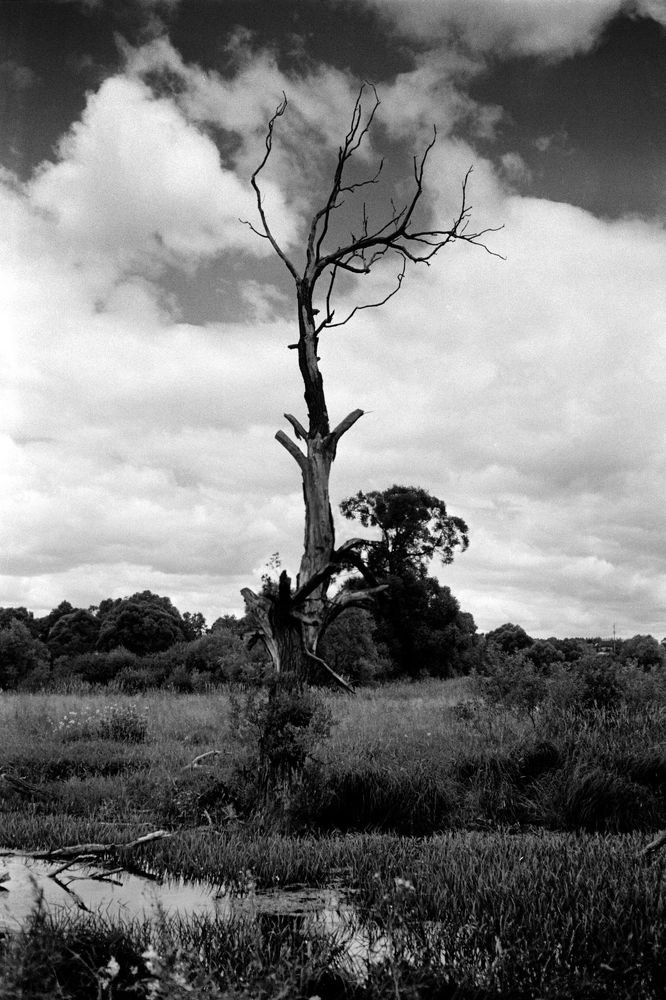 из серии "Старица".