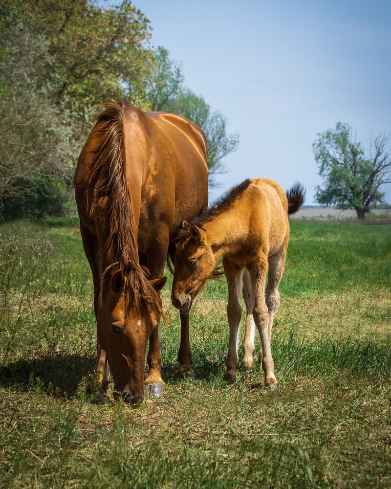Лошадь с жеребёнком
