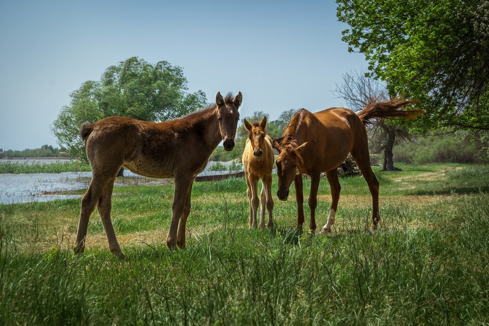 Лошадиная семья