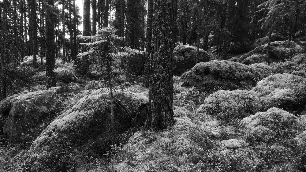 Sweden. And the stones grow trees...