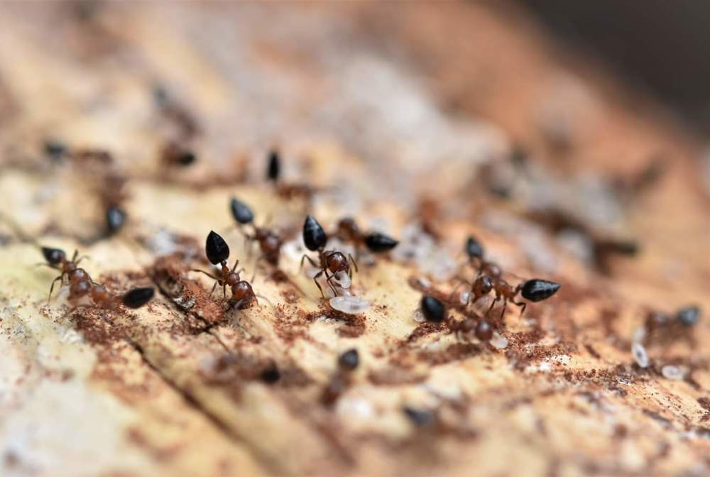 Ants save their offsprings