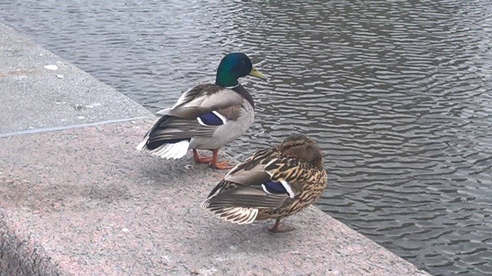Сон