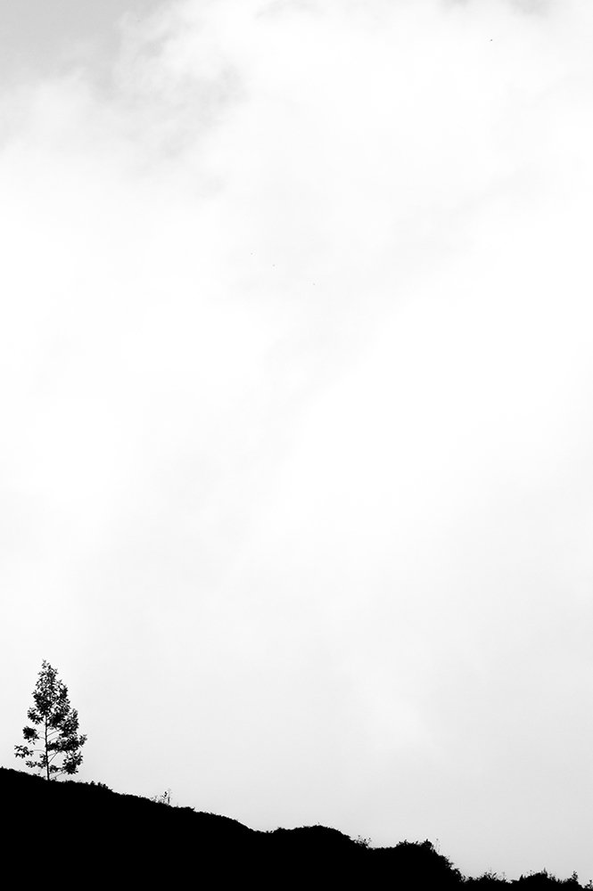 Solitary Tree