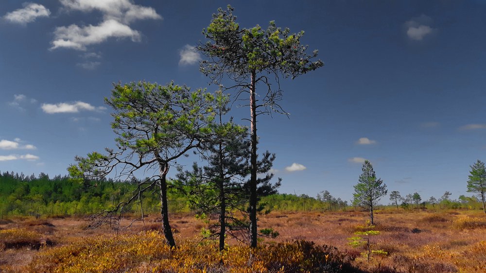 Северная природа