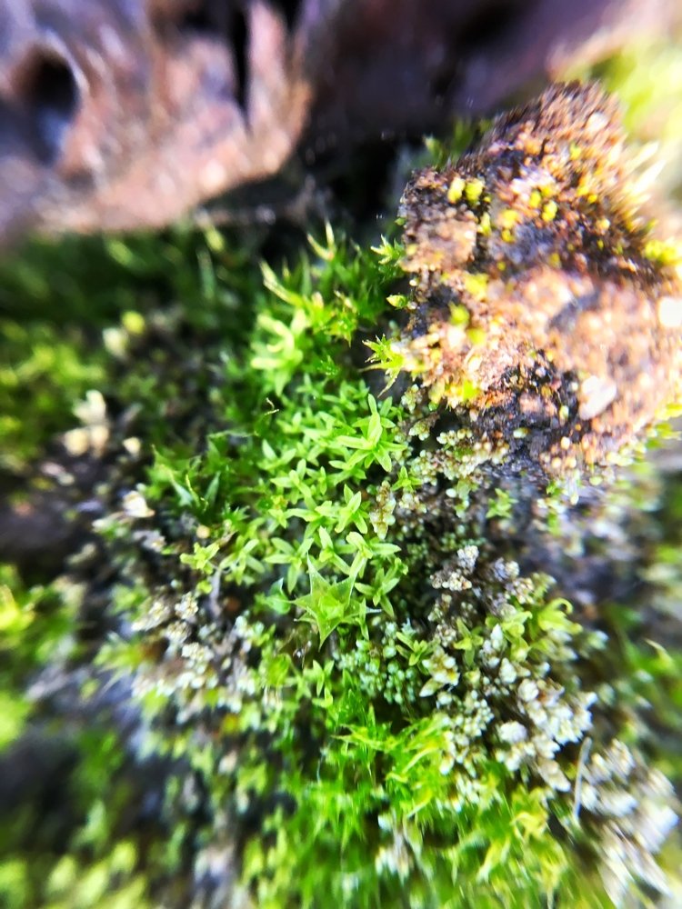 весенняя трава