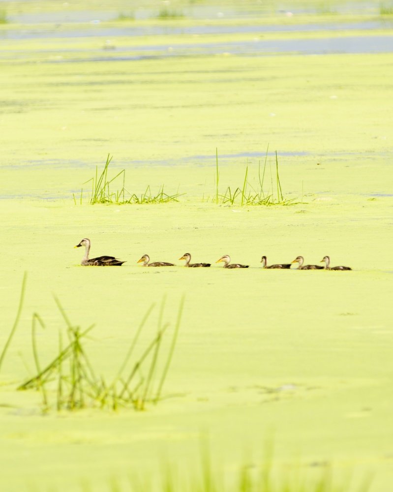 Mother, a baby's guide to life.