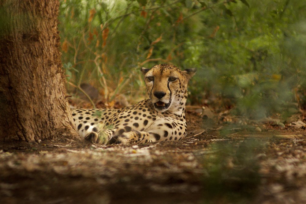 Break for the fastest cat.