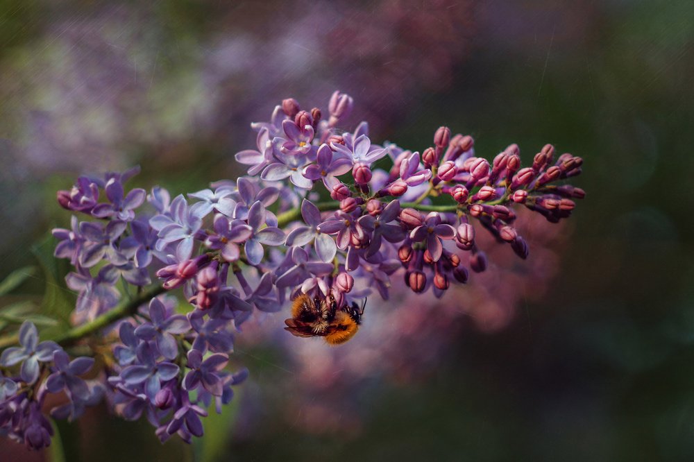 Замерзший шмель спит на сирени