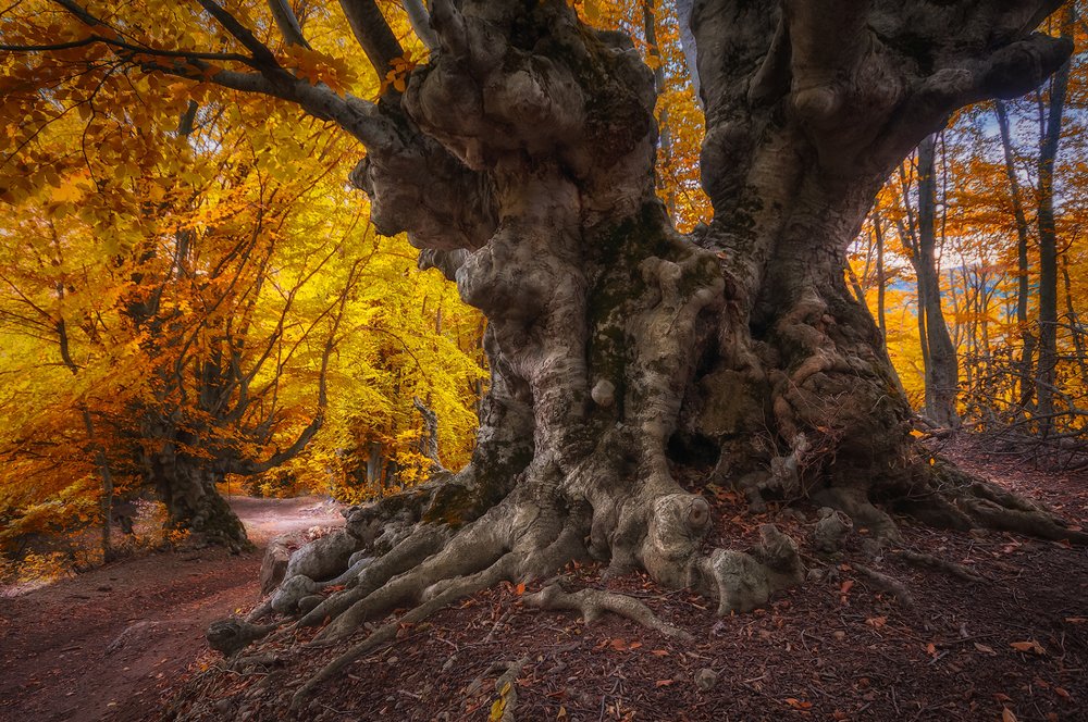 Сказки старого леса