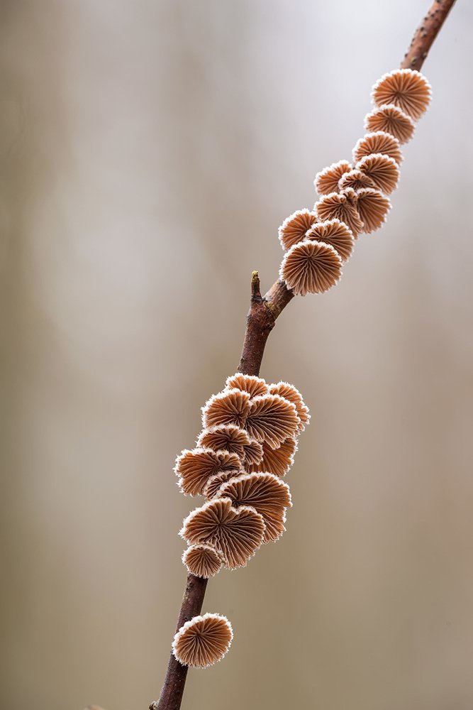 Веточка грибов